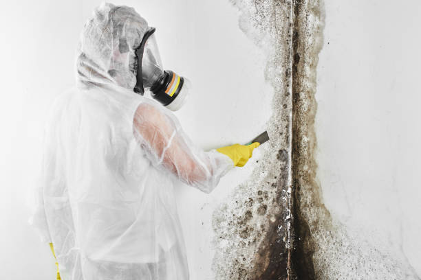 Best Local Mold Removal Service  in Monticello, AR