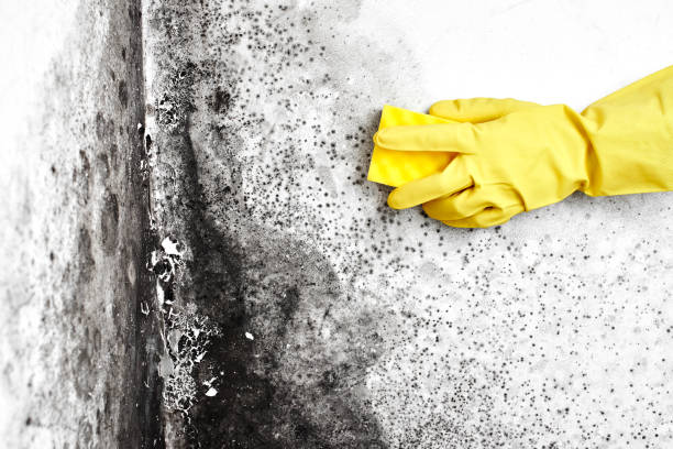 Best Crawl Space Mold Removal  in Monticello, AR