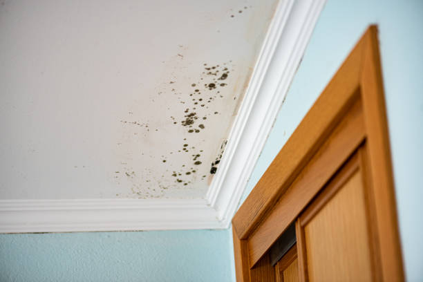 Best Local Mold Removal Service  in Monticello, AR