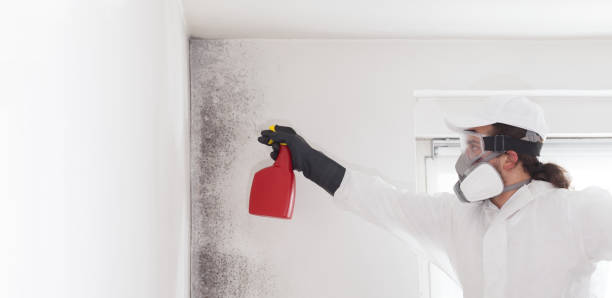 Best Professional Mold Removal  in Monticello, AR
