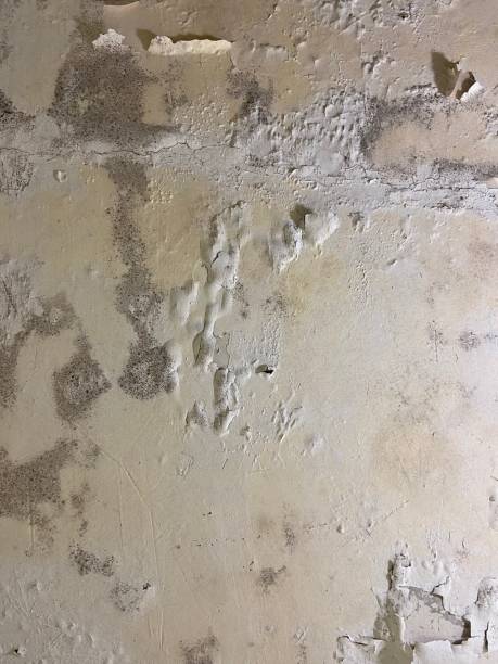 Best Mold Damage Repair  in Monticello, AR