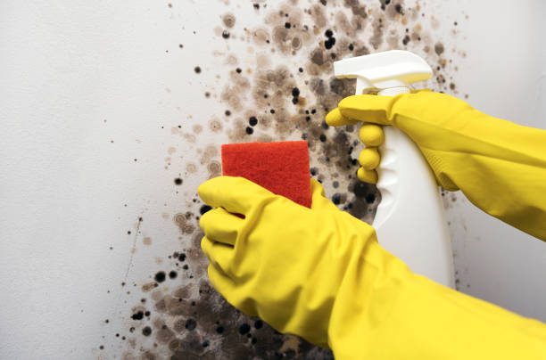 Best Fast Mold Removal  in Monticello, AR