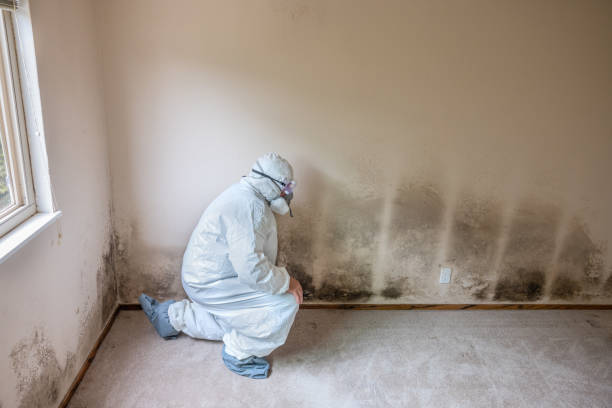 Best Mold Removal Specialists  in Monticello, AR