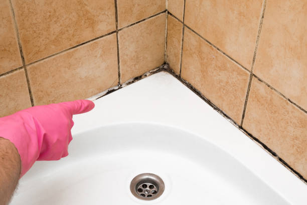 Best Best Mold Removal Companies  in Monticello, AR
